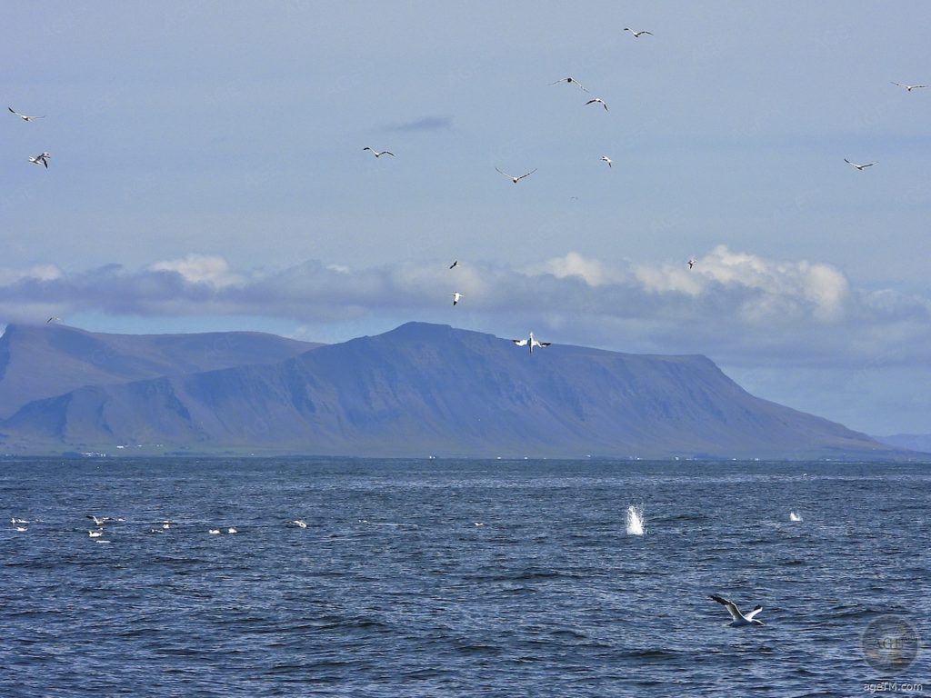 Seevögel bei der Jagd - Wal-Tour vor Reykjavik Island - Whale-Watching Iceland