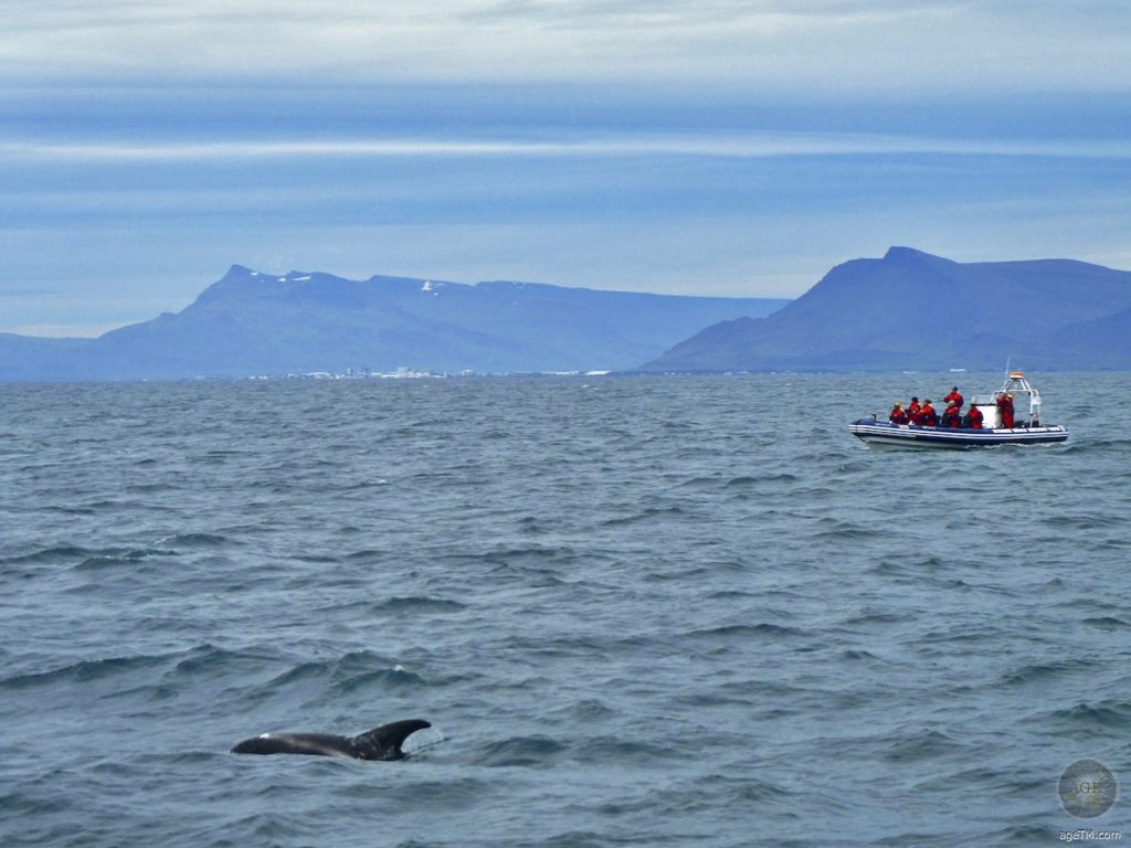 Weißschnauzendelfin - White-beaked dolphin Whale Watching Reykjavik Iceland