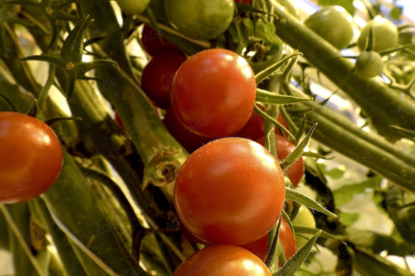 Reife Tomaten Fridheimar Tomatenfarm Erlebnisgastronomie Island Urlaub Iceland