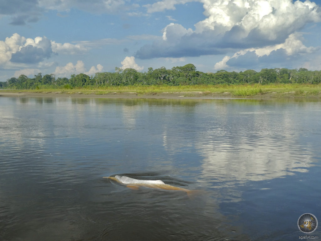 Tierlexikon Amazonasdelfin Steckbrief Flussdelfin 16 Fotos 18 Amazonasdelfin Süsswasser-Flussdelfin im Yasuni Nationalpark Ecuador