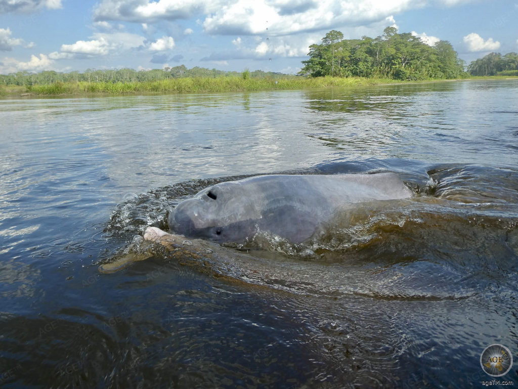 Tierlexikon Amazonasdelfin Steckbrief Flussdelfin 16 Fotos 20 Amazonasdelfine Süsswasserdelfine Nahaufnahme im Yasuni Nationalpark Ecuador