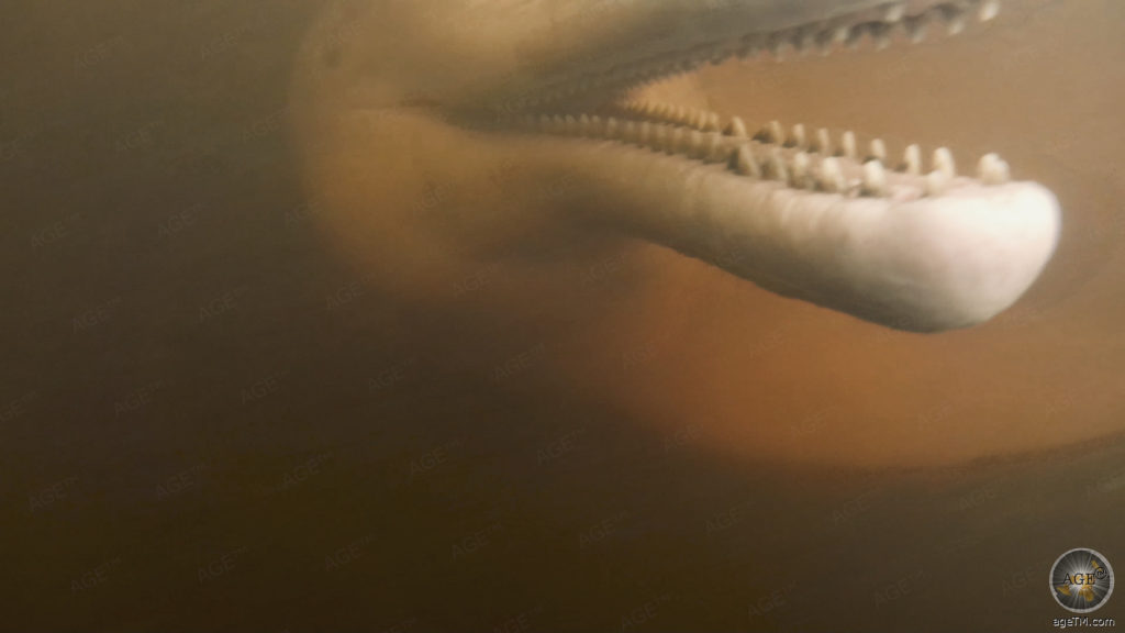 Tierlexikon Amazonasdelfin Steckbrief Flussdelfin 16 Fotos 28 Amazonasdelfine haben einen sehr beweglichen Kopf weil die Halswirbel nicht knöchern verwachsen sind