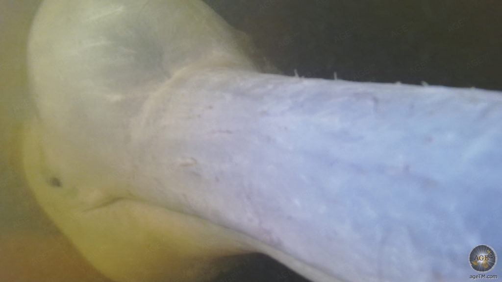 Tierlexikon Amazonasdelfin Steckbrief Flussdelfin 16 Fotos 22 Amazonasdelfine rosa Flussdelfine haben Tasthaare auf der Nase und leben im Amazonas Regenwald