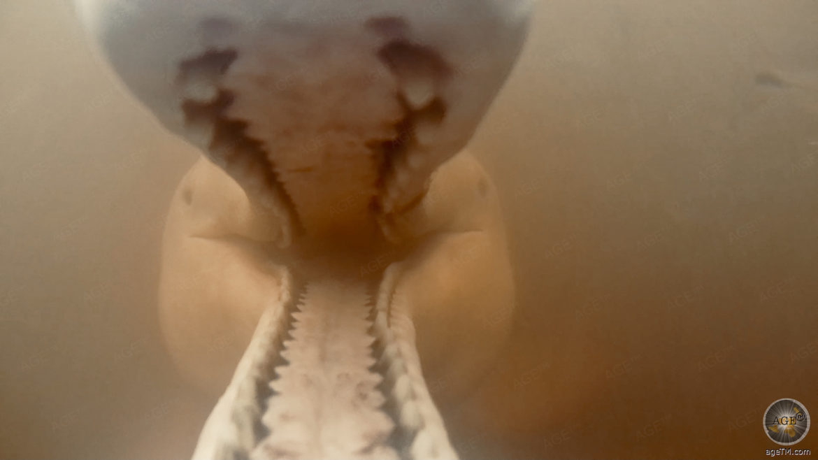 Der Amazonasdelfin gehört zu den Zahnwalen - rosa Süßwasserdelfine leben in Schwarzwasser Flüssen des Amazonas Regenwald