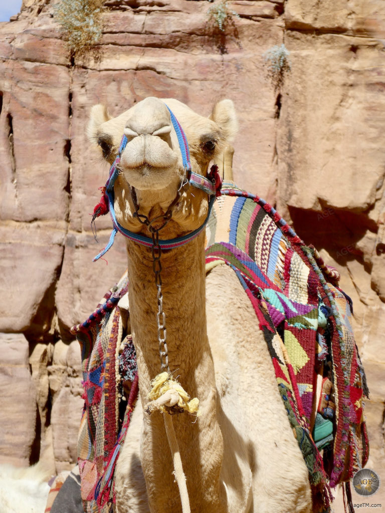 Petra in Jordanien besichtigen trotz Gehbehinderung mit Kutsche, Esel & Kamel Kamel in der Felsenstadt Petra Jordanien