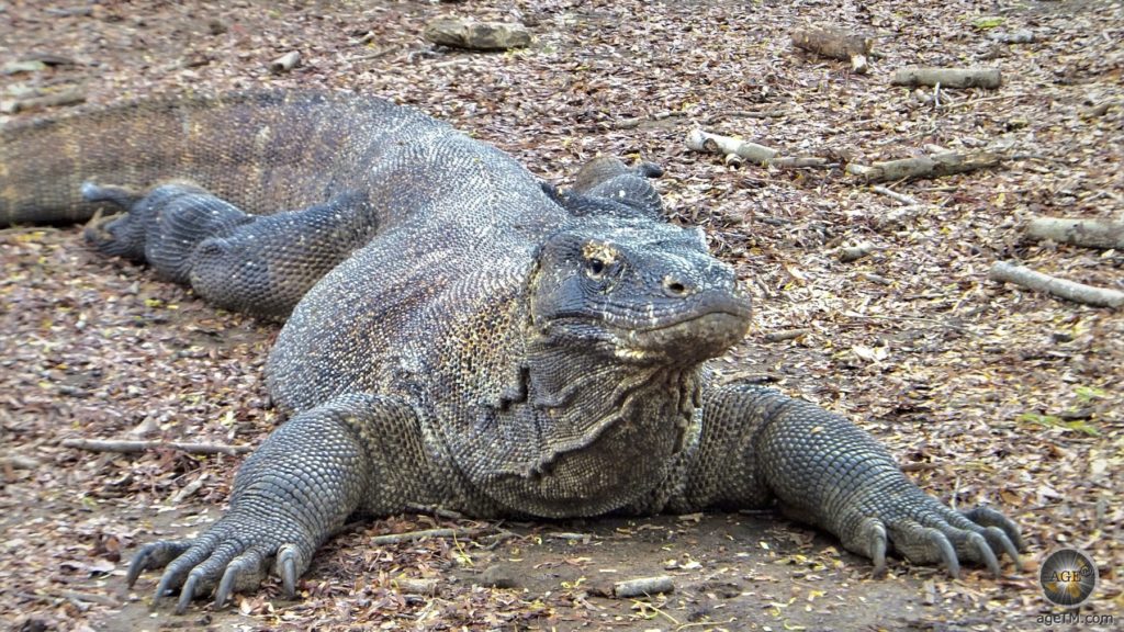 Adulter Varanus komodoenis Komowaran auf der Insel Komodo Indonesien