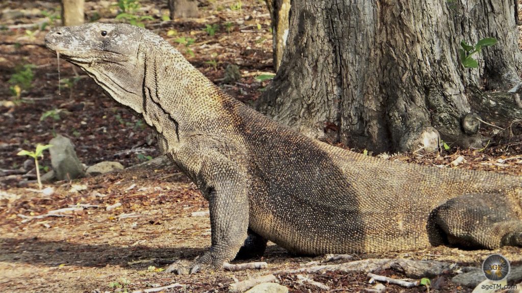 Adulter Varanus komodoenis Komowaran im Sonnenschein Insel Komodo Indonesien