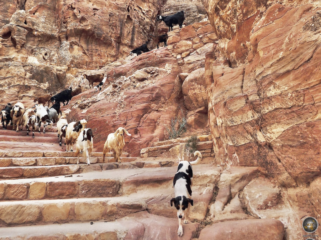 Todos os caminhos levam a Petra! Mapa de Petra e 14 dicas Cachorro e cabras na trilha Al-Khubtha Petra Jordan World Wonder