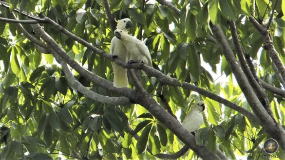 Kakadus auf der Insel Komodo Indonesien