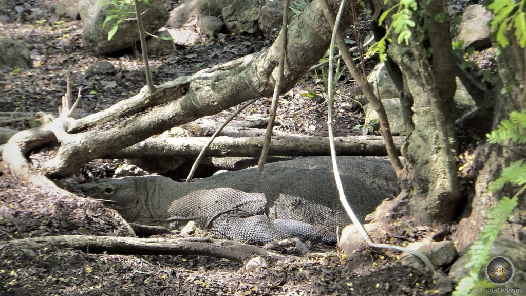 Komodowaran Weibchen in der Nestmulde Insel Komodo Indonesien