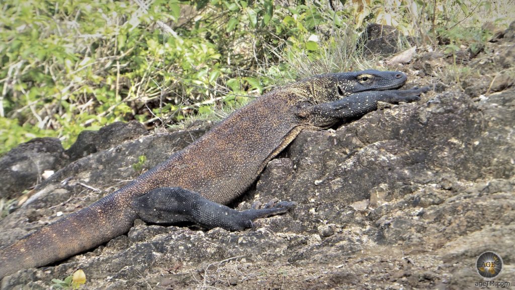 Komodowaran mit resten der Jugendfärbung Insel Komodo Indonesien