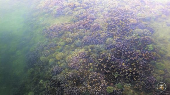 Korallen Unterwasserwelt Insel Komodo Indonesien