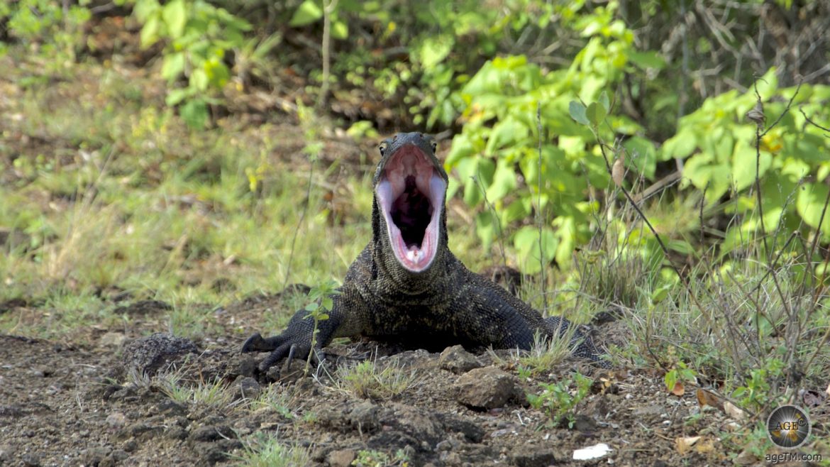 Subadulter Varanus komodoenis Junger Komodo Drache mit geöffnetem Maul Insel Komodo Indonesien