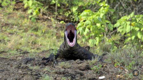 Komodowaran Steckbrief • Die größte Echse der Welt 5 Subadulter Varanus komodoenis Junger Komodo Drache mit geöffnetem Maul Insel Komodo Indonesien