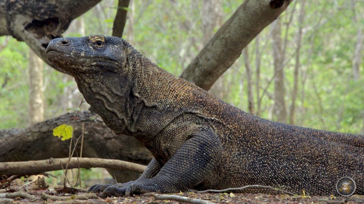 loomade-ents-klopeedia-komodo-varaani-profiil-maailma-suurim-sisalik-3m