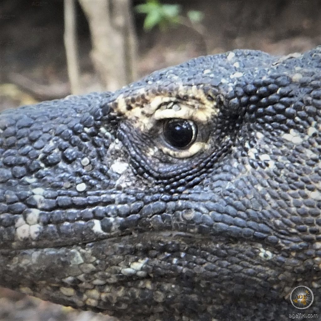 Varanus komodoenis Komowaran Auge Insel Komodo Indonesien