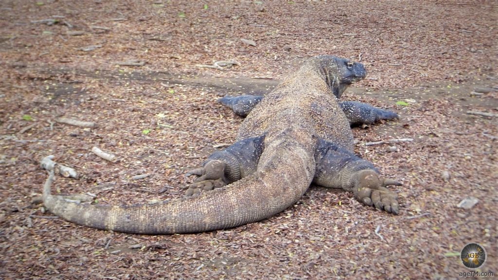 Varanus komodoenis Komowaran Lauerjäger mit perfekter Tarnung Insel Komodo Indonesien