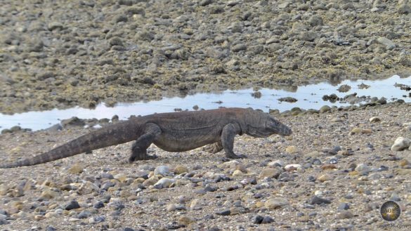 Varanus komodoenis Komowaran am Strand der Insel Komodo Indonesien