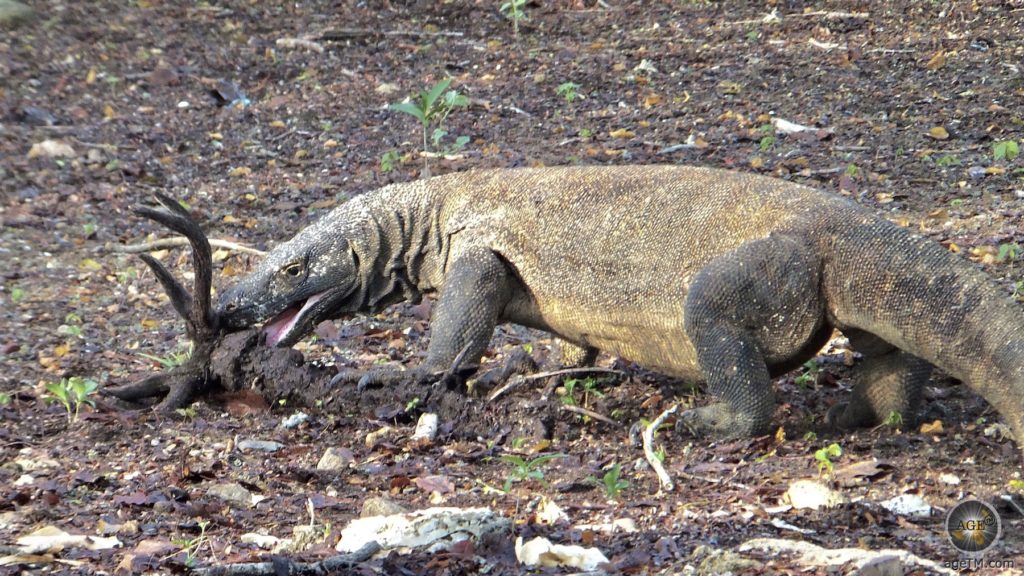 Varanus komodoenis Komowaran beim Fressen Insel Komodo Indonesien