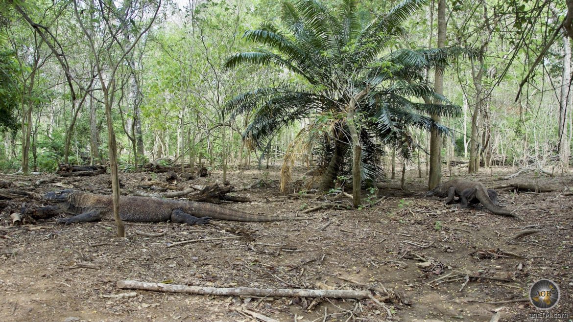 Varanus komodoenis zwei Komowarane auf der Insel Komodo Indonesien