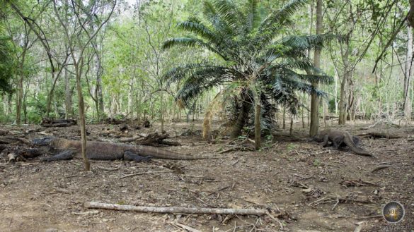 Varanus komodoenis zwei Komowarane auf der Insel Komodo Indonesien