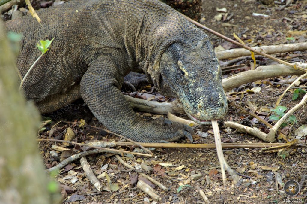 Züngelnder Komodowaran Insel Komodo Indonesien