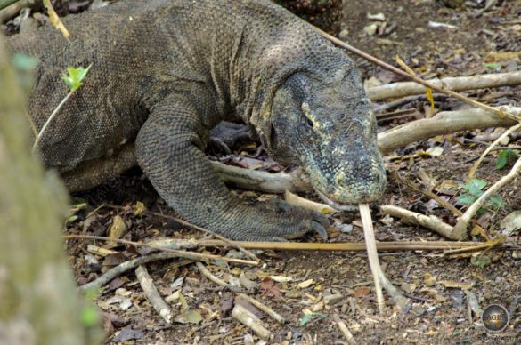 Züngelnder Komodowaran Insel Komodo Indonesien