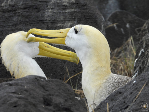 Albatros Paar auf der Insel Espanola im Galapagos Nationalpark Ecuador