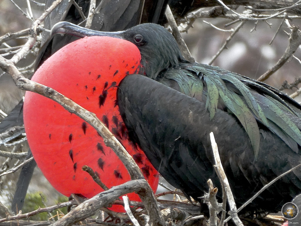 Aufgeblähter Kehlsack männlicher Fregattvogel bei der Balz auf Nord Seymour Galapagos Nationalpark UNESCO Weltnaturerbe