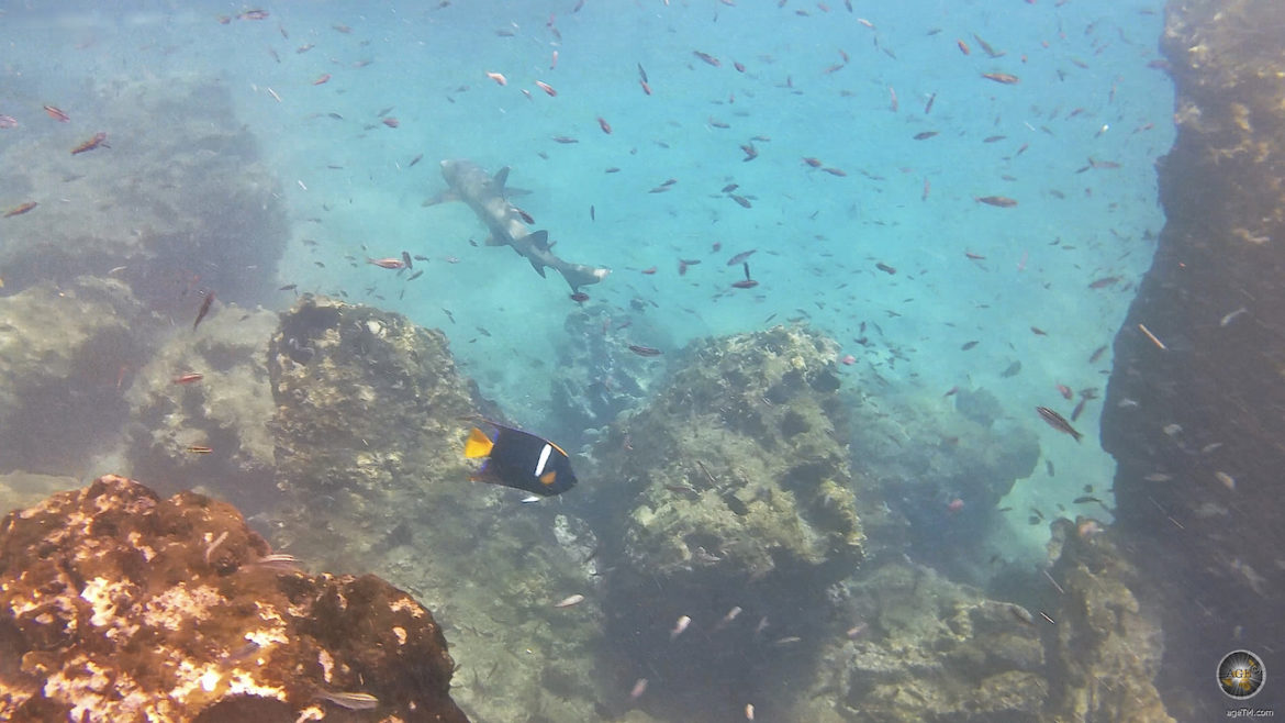 Fische und Hai beim Schnorcheln vor Insel Bartolomé im Galapagos Nationalpark Ecuador