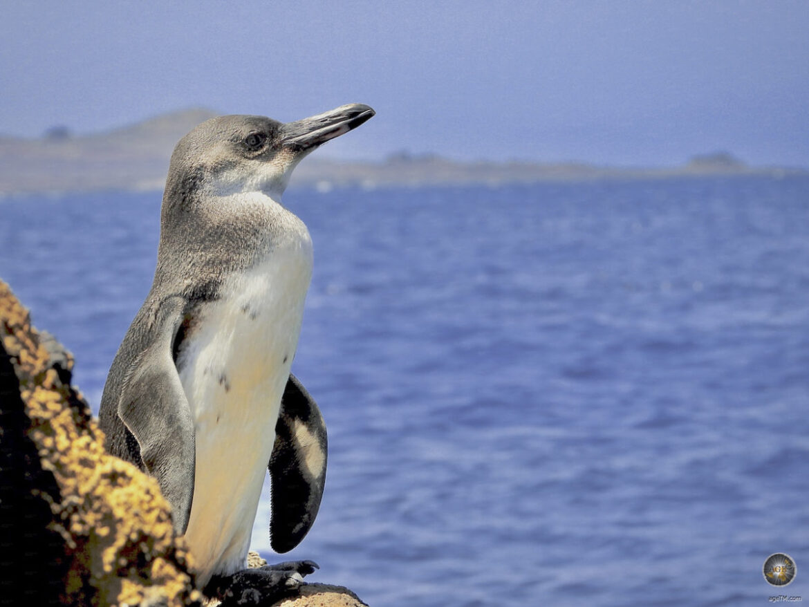 Galápagos-Pinguin (Spheniscus mendiculus) im Hintergrund Insel Santiago Galapagos UNESCO Weltnaturerbe Ecuador Galapagos Fakten und Fotos im Galapagos-Pinguin Steckbrief