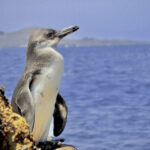 Galápagos-Pinguin (Spheniscus mendiculus) im Hintergrund Insel Santiago Galapagos UNESCO Weltnaturerbe Ecuador Galapagos Fakten und Fotos im Galapagos-Pinguin Steckbrief