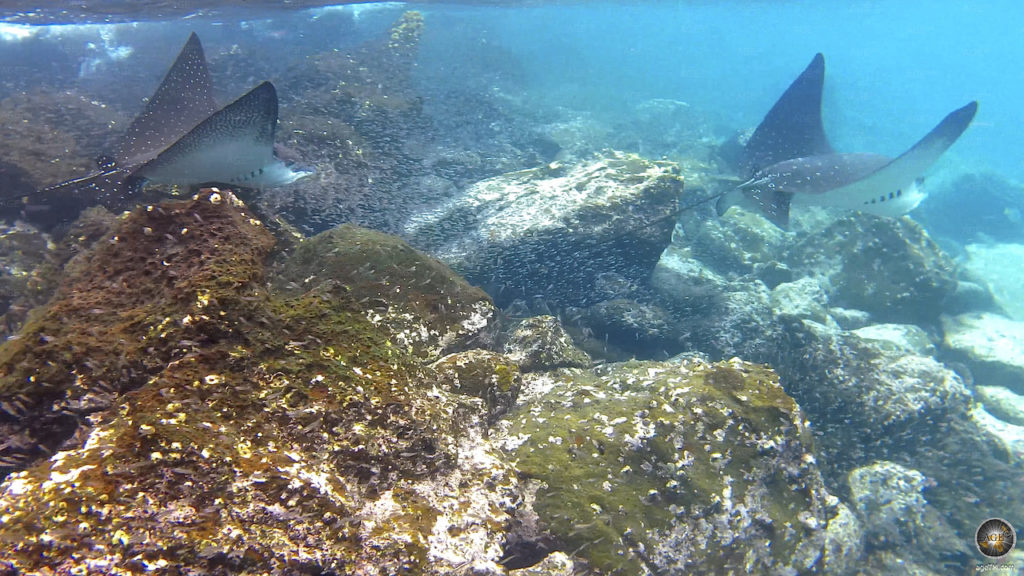 Gefleckte Adlerrochen Nord Seymour Galapagos Inseln UNESCO Weltnaturerbe