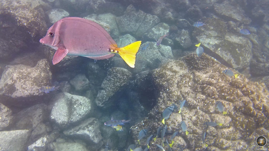 Gelbschwanz-Doktorfisch Nord Seymour Schnorchel Im Galapagos Nationalpark
