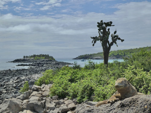 Insel Santa Fe Kakteenbäume Opuntien und Leguan Galapagos Nationalpark Ecuador