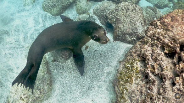 Das Tierfoto zeigt einen jungen Seelöwen der auf dem Grund sitzt. Unterfoto vom Tauchen und Schnorcheln vor der Insel Espanola im Galapagos Nationalpark in Ecuador