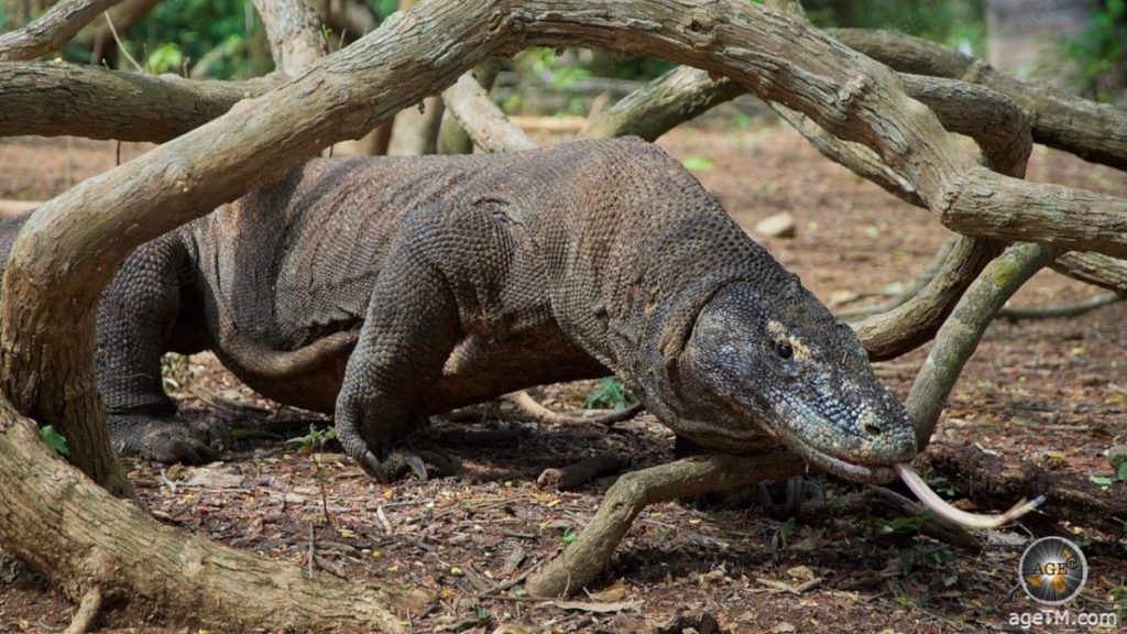 Komodowarane Tierfoto Nahaufnahme Komodowaran Varanus komodoensis zuengelt im Komodo Nationalpark Indonesien Komodowaran im Komodo-Nationalpark – Entdecke mehr im AGE™ Tier- und Reisemagazin