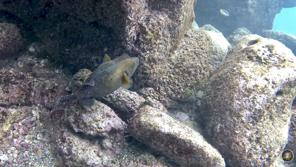 Perlhuhn Kugelfisch - Arothron meleagris - Nord Seymour Tauchen auf Galapagos