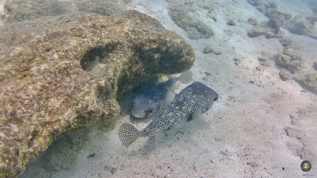 Kugelfische beim Schnorcheln Insel Santa Fe Galapagos Nationalpark Ecuador