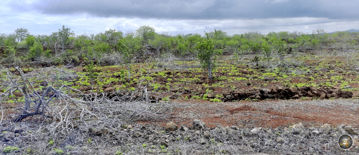 Landschaft Insel Baltra Galapagos Nationalpark Ecuador UNESCO Weltnaturerbe