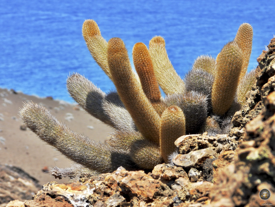 Lavakaltus Insel Bartolomé Galapagos Nationalpark Ecuador UNESCO Weltnaturerbe