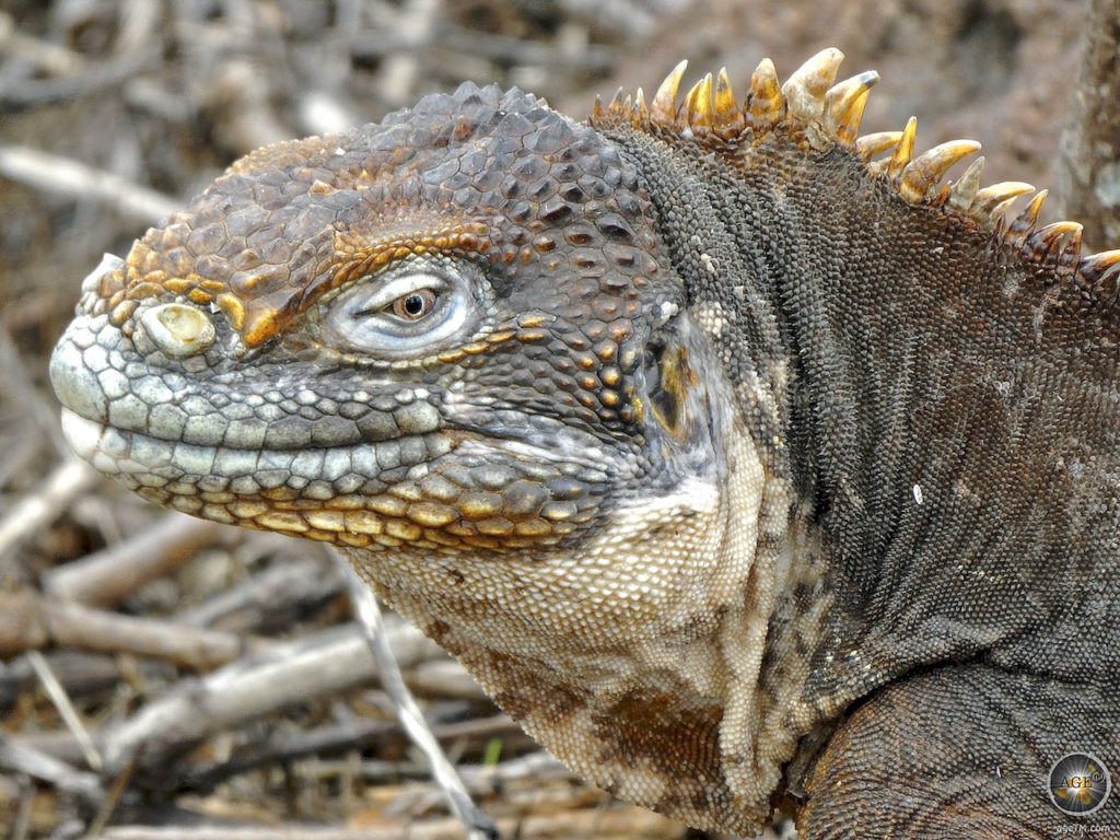 Leguan auf Nord Seymour Galapagos Nationalpark UNESCO Weltnaturerbe