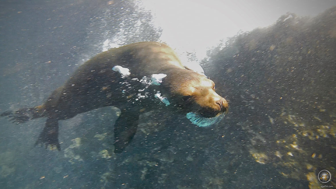 Das Tierfoto zeigt einen dynamisch tauchenden Seelöwen. Unterwasserfoto - mit Seelöwen Schnorcheln vor der Insel Bartolome in der Sullivan Bay im Galapagos Nationalpark Ecuador