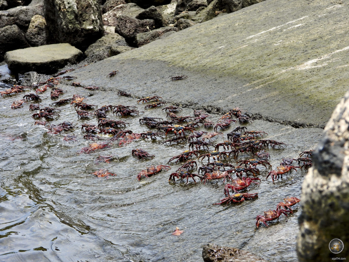 Rote Klippenkrabben auf Insel Baltra Galapagos Nationalpark Ecuador UNESCO Weltnaturerbe