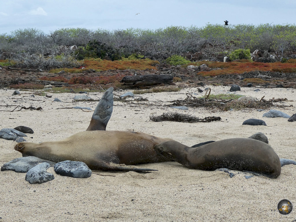Das Tierfoto zeigt einen säugenden Seelöwen auf der Insel Nord Seymour im Galapagos Nationalpark. Die Insel gehört zum UNESCO Weltnaturerbe in Ecuador