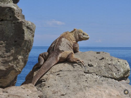 Santa Fe Leguan Galapagos Nationalpark Ecuador UNESCO Weltnaturerbe