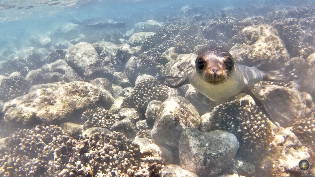 Das Tierfoto zeigt einen jungen Seelöwen der über die schwarzen Korallen von Santa Fe taucht. Unterwasserfoto mit Seelöwe im Galapagos Nationalpark Ecuador