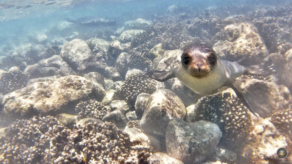 Das Tierfoto zeigt einen jungen Seelöwen der über die schwarzen Korallen von Santa Fe taucht. Unterwasserfoto mit Seelöwe im Galapagos Nationalpark Ecuador
