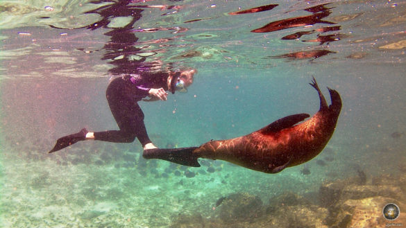 Das Tierfoto zeigt einen Seelöwen, der einer Frau in die Taucherflosse beisst. Schnorcheln und Schwimmen mit Seelöwen vor der Insel Santa Fe im Galapagos Nationalpark Ecuador