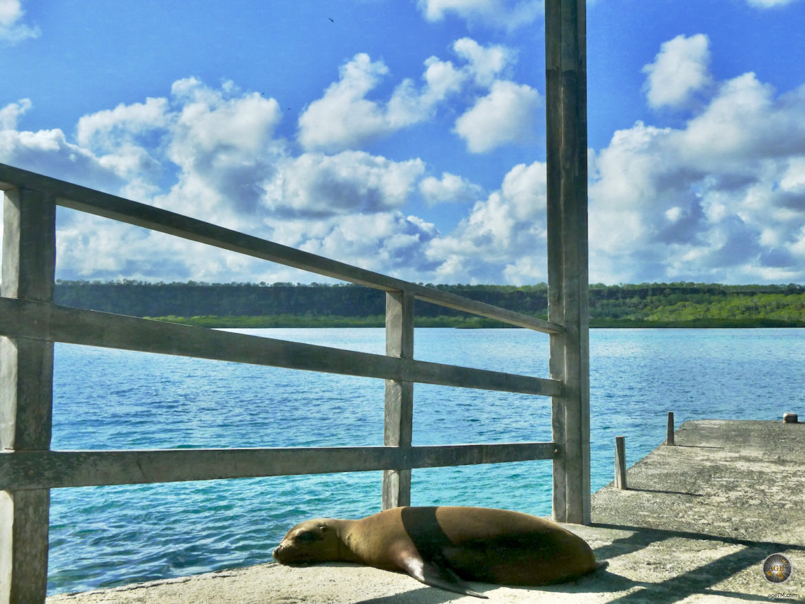 Das Tierfoto zeigt einen Seelöwen am Pier liegend. Fotografiert bei der Ankunft auf der Insel Baltra im Galapagos Nationalpark in Ecuador. Der Park ist UNESCO Weltnaturerbe.